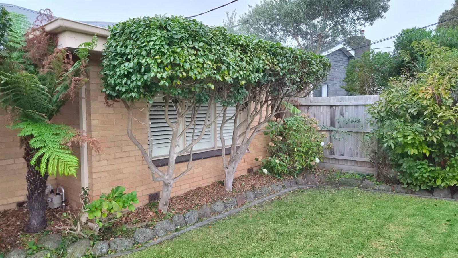 Garden maintenance in Bayside Melbourne - shaped ornamental trees and mown lawn